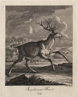 KG 01075
          <br/>
          Entwurf einiger Thiere. Dritter Theil. (18 bladen)
          <br/>
          <em>Ridinger, Johann Elias (1698-1767)</em>